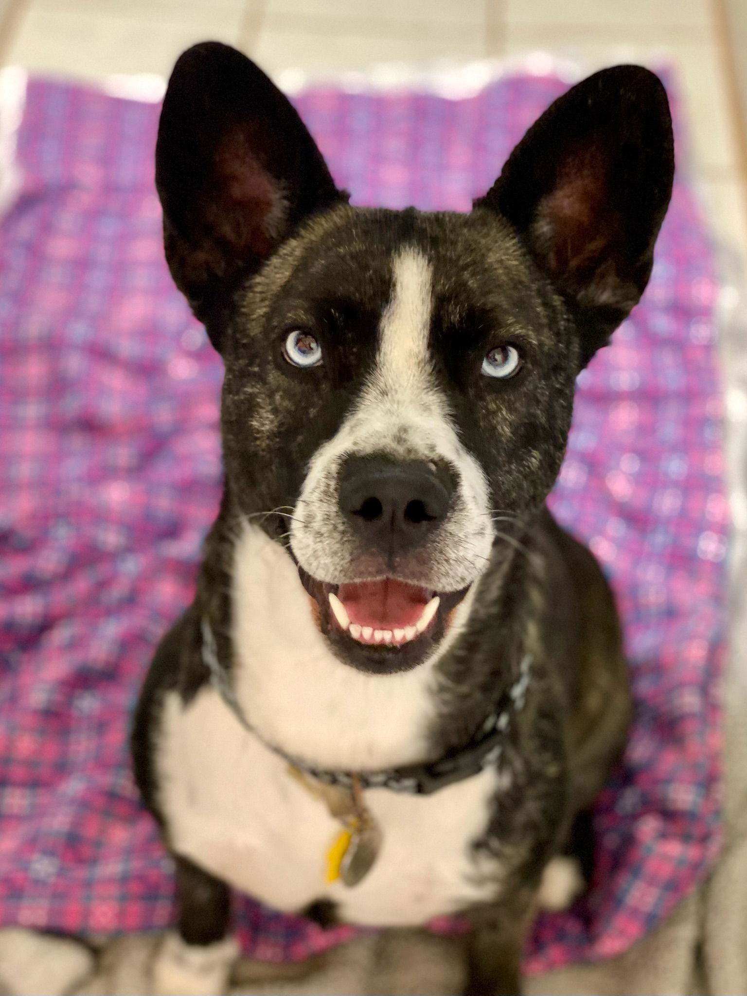Dog 1
