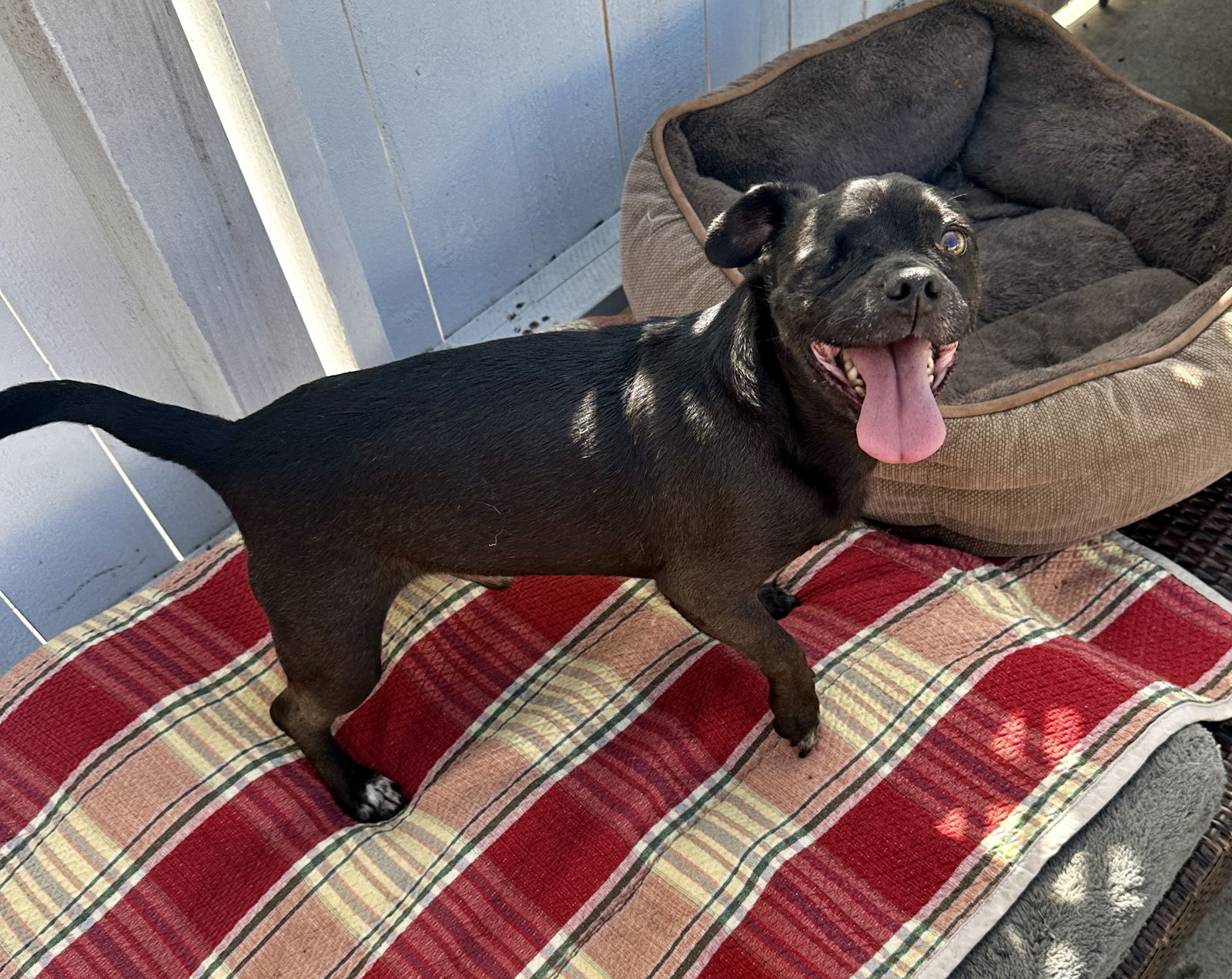 Dog 2