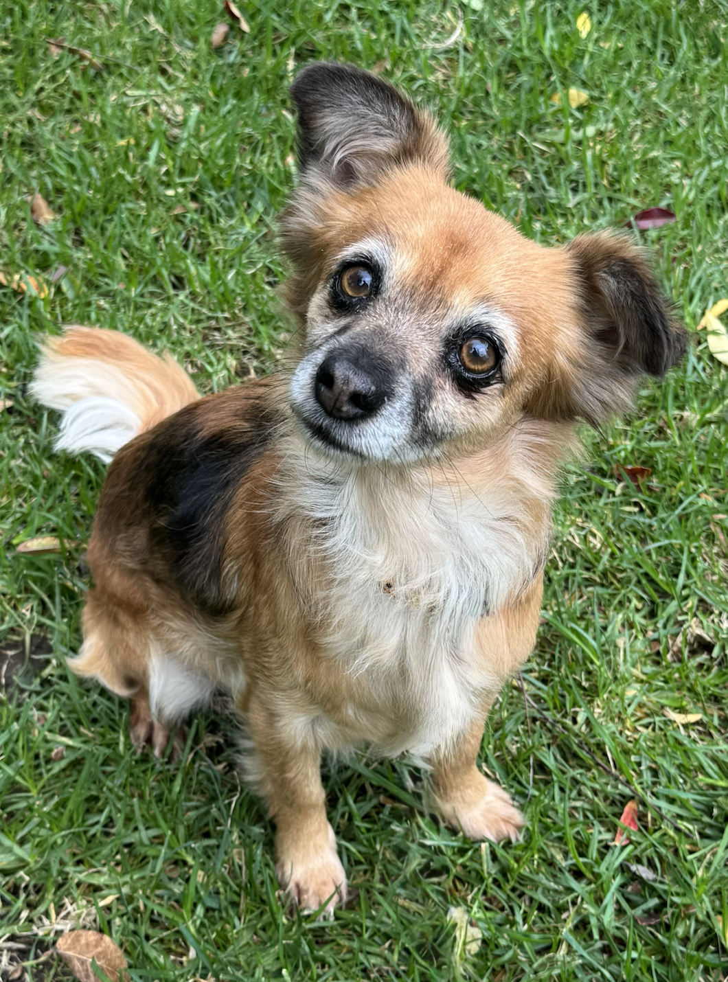 Dog 3