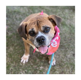 Happy rescue dog